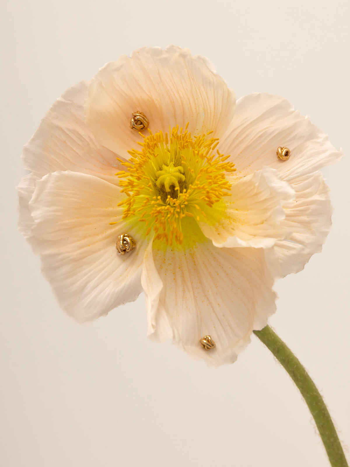 Golden Knot Fülbevaló 14k Arany